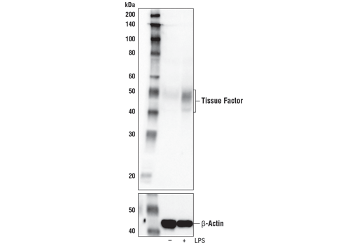 Western Blotting Image 4: Tissue Factor/CD142 (E9M6T) XP® Rabbit mAb (BSA and Azide Free)