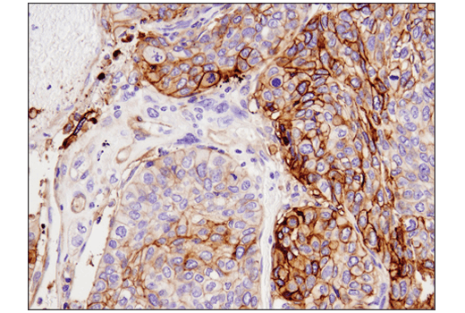 Immunohistochemistry Image 2: Tissue Factor/CD142 (E9M6T) XP® Rabbit mAb (BSA and Azide Free)