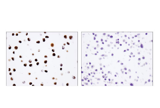 Immunohistochemistry Image 3: IFI16 (D8B5T) Rabbit mAb (BSA and Azide Free)
