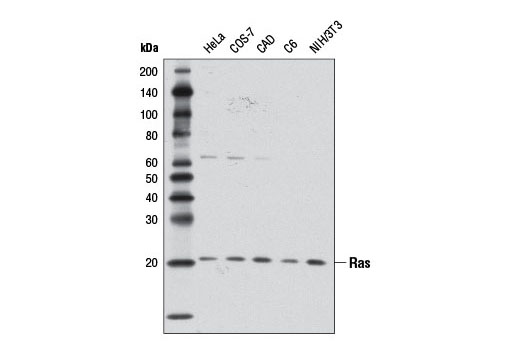  Image 5: Mutant Ras Antibody Sampler Kit