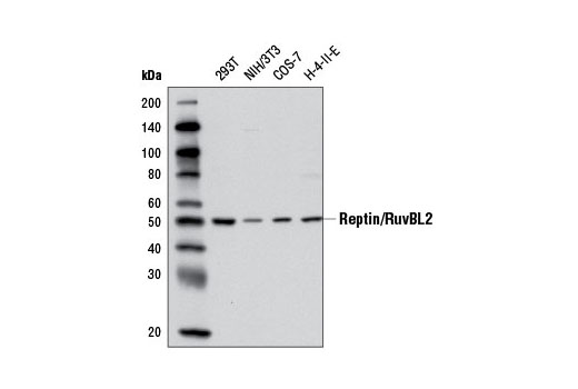 Western Blotting Image 1: Reptin/RuvBL2 Antibody