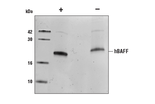  Image 2: Human BAFF/TNFSF13B (hBAFF) Recombinant Protein
