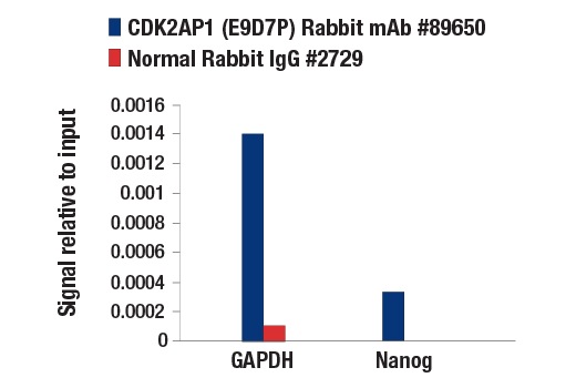 Chromatin Immunoprecipitation Image 1: CDK2AP1 (E9D7P) Rabbit mAb