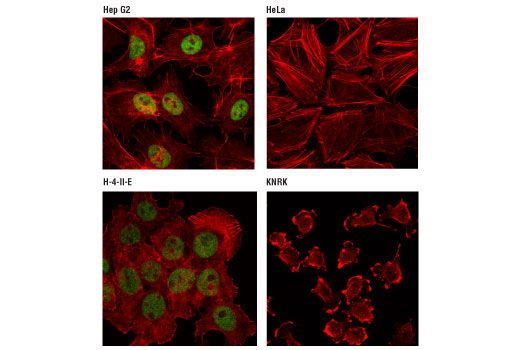Immunofluorescence Image 1: HNF1α (D7Z2Q) Rabbit mAb