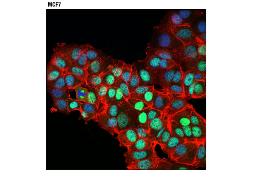 Immunofluorescence Image 1: NuMA (D49H4) Rabbit mAb