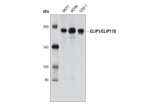 Western Blotting Image 1: CLIP1/CLIP170 Antibody
