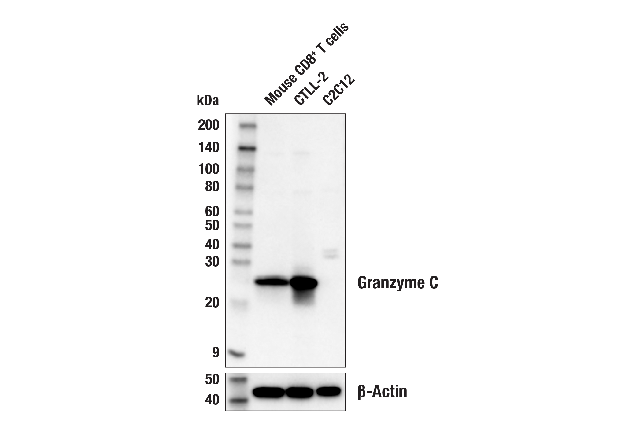 Western Blotting Image 1: Granzyme C Antibody