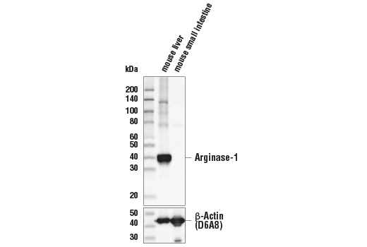Western Blotting Image 1: Arginase-1 (D4E3M™) XP® Rabbit mAb (BSA and Azide Free)