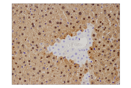 Immunohistochemistry Image 4: Arginase-1 (D4E3M™) XP® Rabbit mAb (BSA and Azide Free)