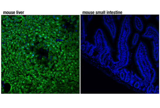 Immunofluorescence Image 1: Arginase-1 (D4E3M™) XP® Rabbit mAb (BSA and Azide Free)