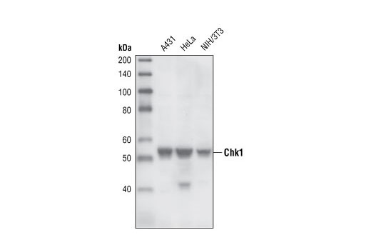 Western Blotting Image 1: Chk1 (2G1D5) Mouse mAb (BSA and Azide Free)