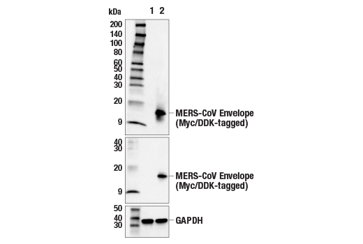 Western Blotting Image 1: MERS-CoV Envelope Protein (E8X6R) Rabbit mAb