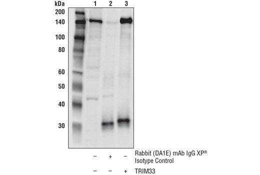 Immunoprecipitation Image 1: TRIM33 (D7U4F) Rabbit mAb