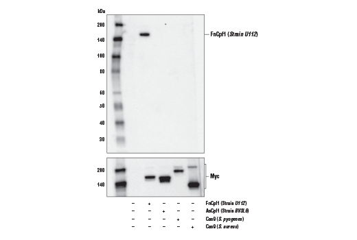 Western Blotting Image 1: FnCpf1/Cas12a (Strain U112) (E7I2B) Rabbit mAb