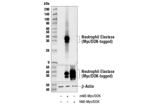 Western Blotting Image 2: Neutrophil Elastase (E8U3X) Rabbit mAb