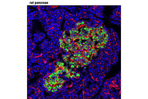 Immunofluorescence Image 1: Insulin (C27C9) Rabbit mAb (Alexa Fluor® 488 Conjugate)