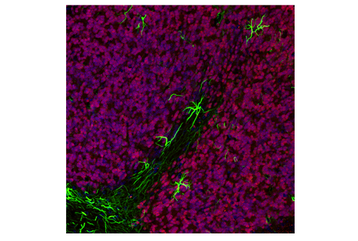 Immunofluorescence Image 1: NeuN (D4G4O) XP® Rabbit mAb (Alexa Fluor® 594 Conjugate)