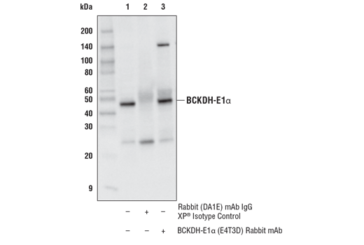 Immunoprecipitation Image 1: BCKDH-E1α (E4T3D) Rabbit mAb