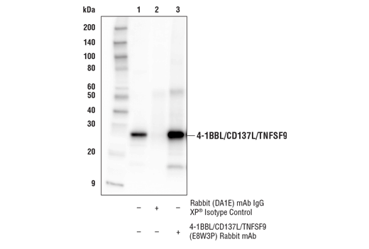 Immunoprecipitation Image 1: 4-1BBL/CD137L/TNFSF9 (E8W3P) Rabbit mAb