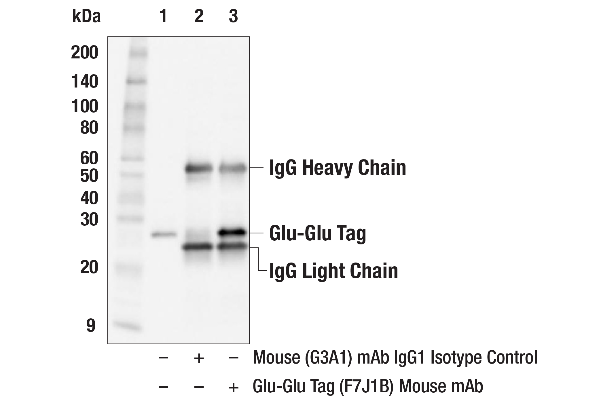 Immunoprecipitation Image 1: Glu-Glu Tag (F7J1B) Mouse mAb