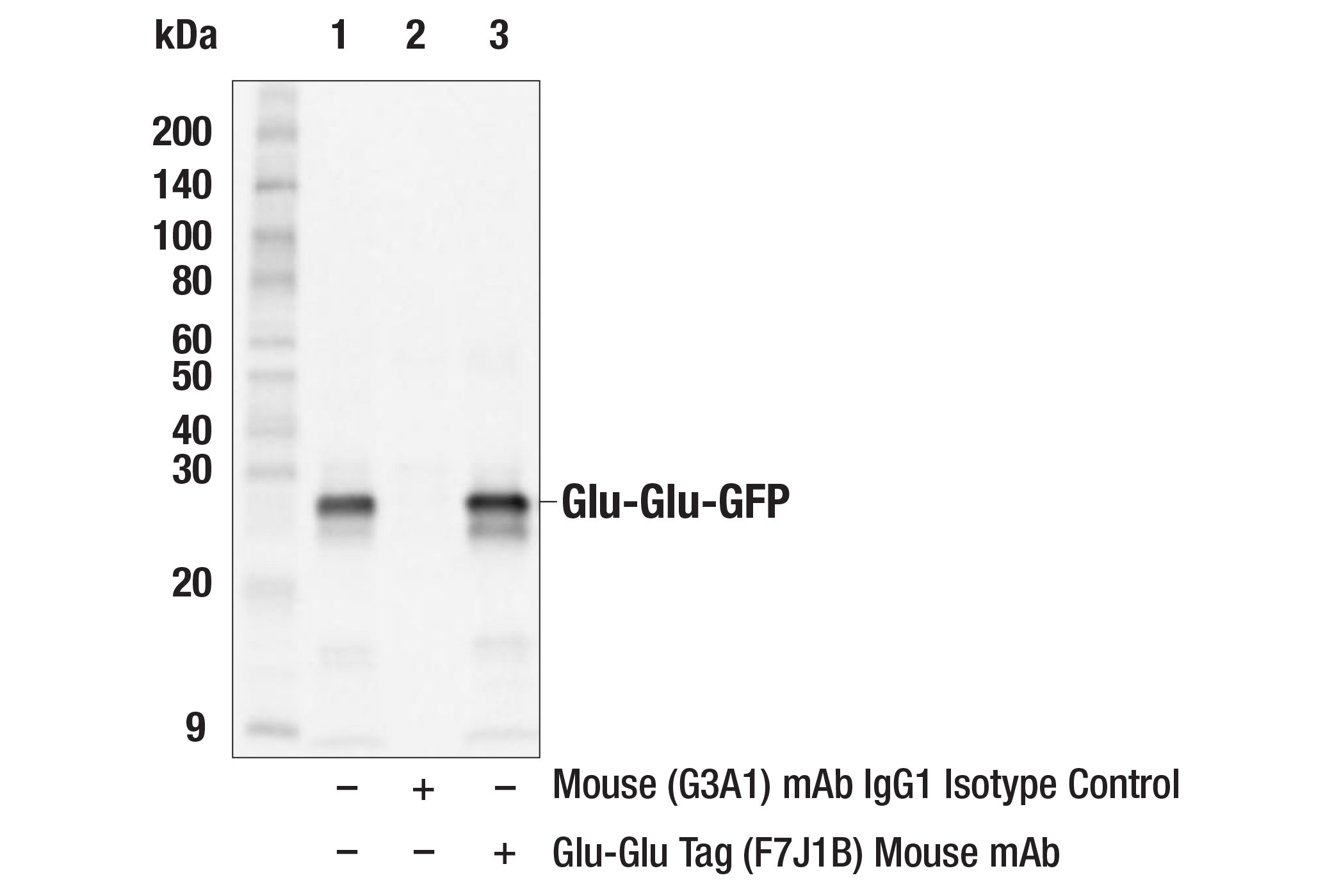 Immunoprecipitation Image 2: Glu-Glu Tag (F7J1B) Mouse mAb