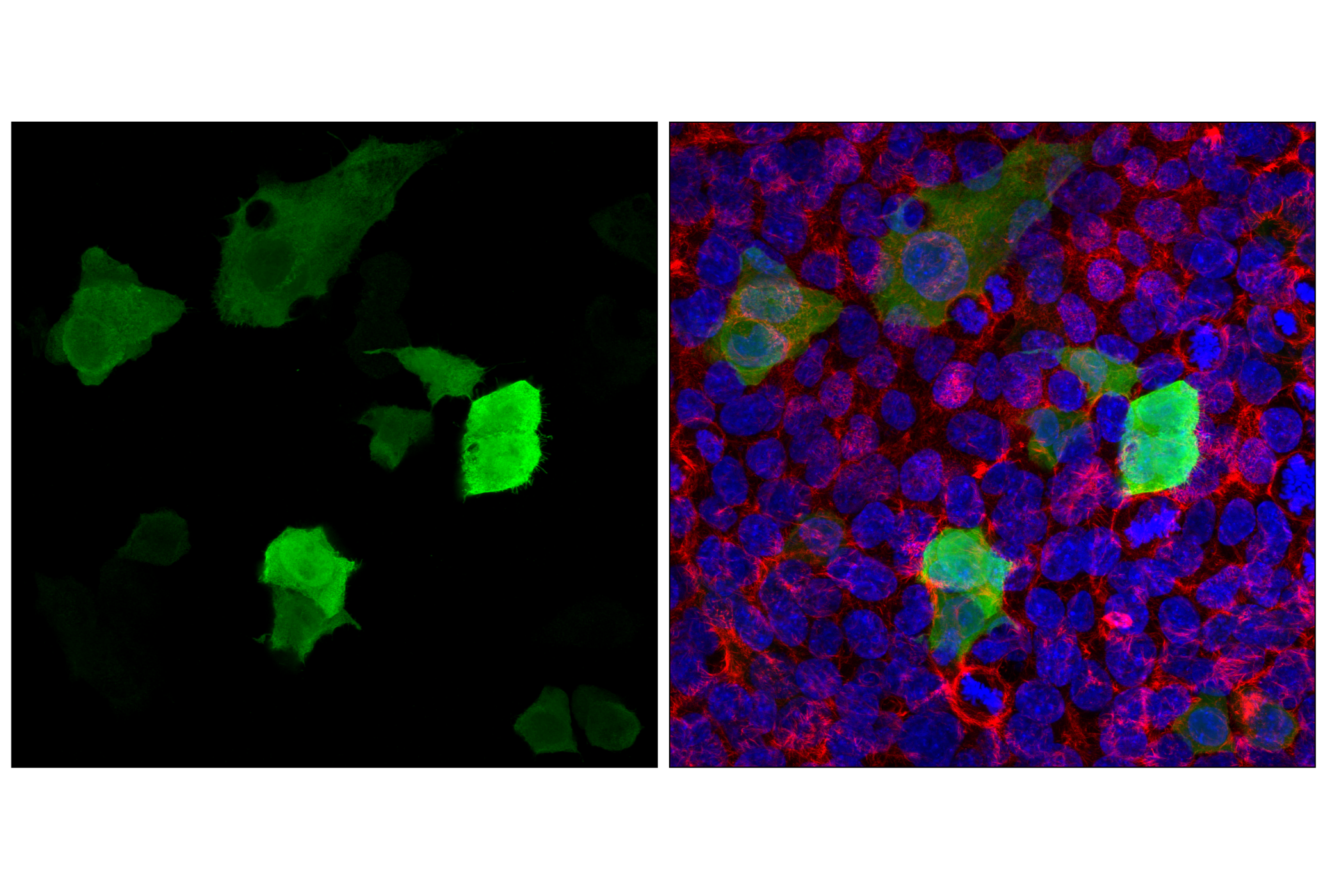 Immunofluorescence Image 1: Glu-Glu Tag (F7J1B) Mouse mAb
