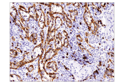 Immunohistochemistry Image 4: CD8α (C8/144B) Mouse mAb (IHC Specific) (BSA and Azide Free)
