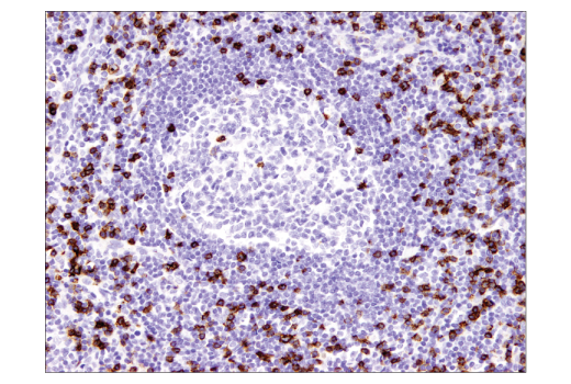 Immunohistochemistry Image 1: CD8α (C8/144B) Mouse mAb (IHC Specific) (BSA and Azide Free)