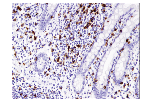 Immunohistochemistry Image 2: CD8α (C8/144B) Mouse mAb (IHC Specific) (BSA and Azide Free)