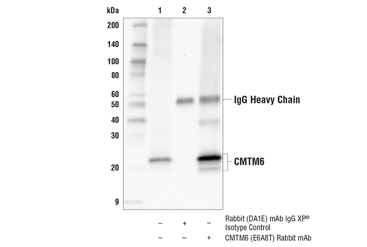 Immunoprecipitation Image 1: CMTM6 (E6A8T) Rabbit mAb
