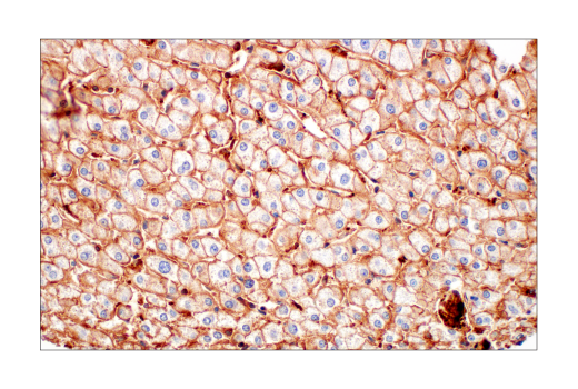 Immunohistochemistry Image 5: CMTM6 (E6A8T) Rabbit mAb
