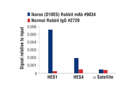 Chromatin Immunoprecipitation Image 1: Ikaros (D10E5) Rabbit mAb