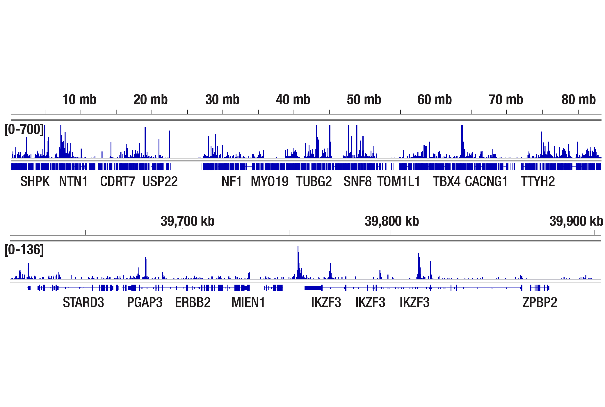CUT and Tag Image 2: Ikaros (D10E5) Rabbit mAb