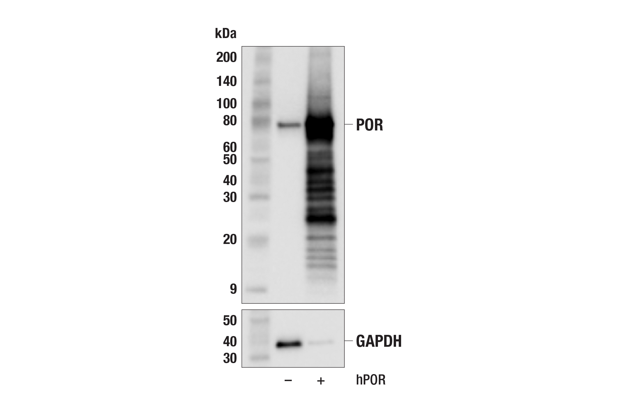 Western Blotting Image 2: POR (F6Y3C) Rabbit mAb