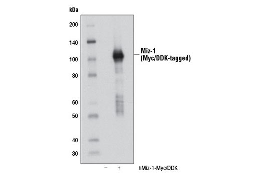 Western Blotting Image 1: Miz-1 Antibody