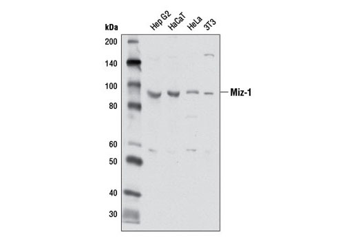 Western Blotting Image 2: Miz-1 Antibody