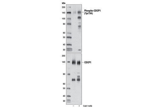 Western Blotting Image 1: Phospho-CDCP1 (Tyr734) Antibody