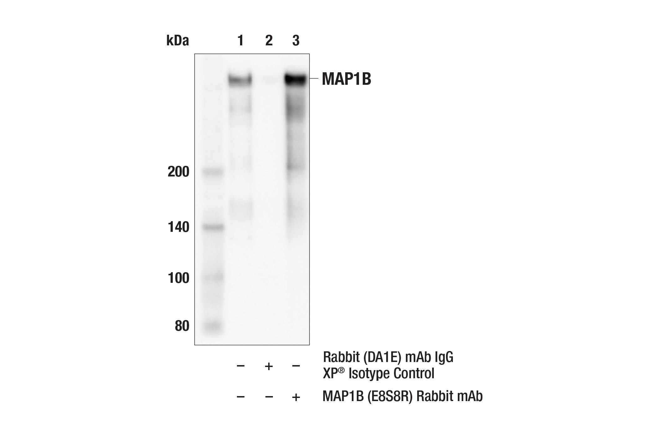 Immunoprecipitation Image 1: MAP1B (E8S8R) Rabbit mAb
