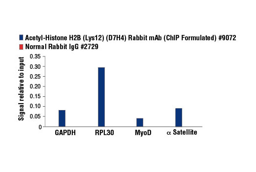 Chromatin Immunoprecipitation Image 1: Acetyl-Histone H2B (Lys12) (D7H4) Rabbit mAb (ChIP Formulated)