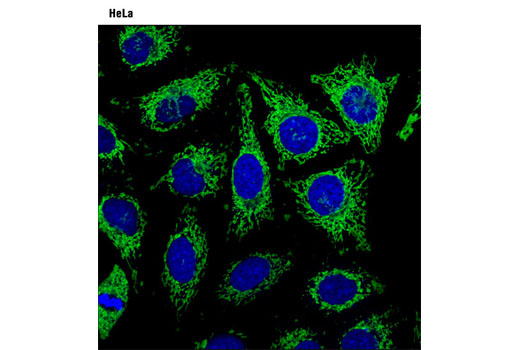 Immunofluorescence Image 1: MitoTracker® Green FM