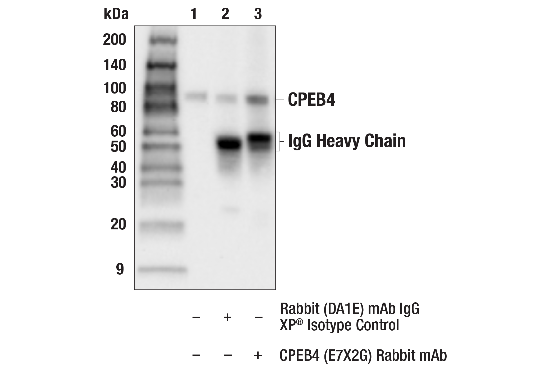 Immunoprecipitation Image 1: CPEB4 (E7X2G) Rabbit mAb