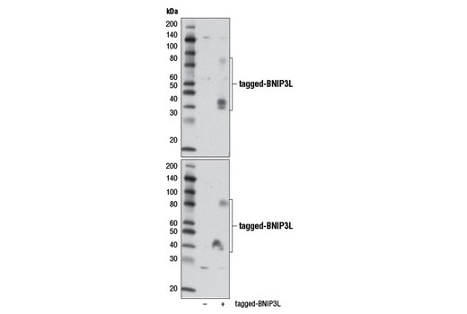 Western Blotting Image 1: BNIP3L/Nix Antibody