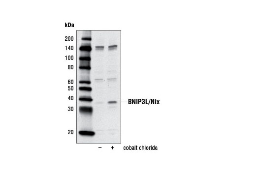 Western Blotting Image 2: BNIP3L/Nix Antibody