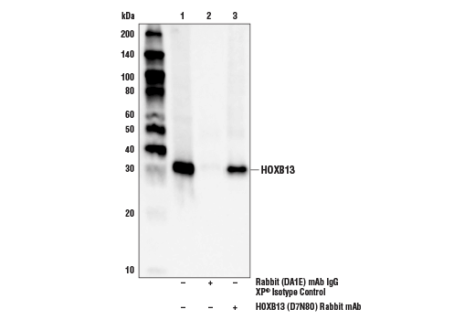 Immunoprecipitation Image 1: HOXB13 (D7N8O) Rabbit mAb