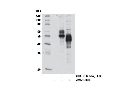 Western Blotting Image 3: DC-SIGN Antibody