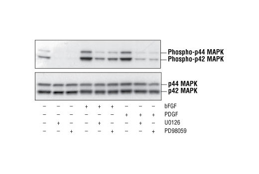 Western Blotting Image 2: Phospho-p44/42 MAPK (Erk1/2) (Thr202/Tyr204) Antibody