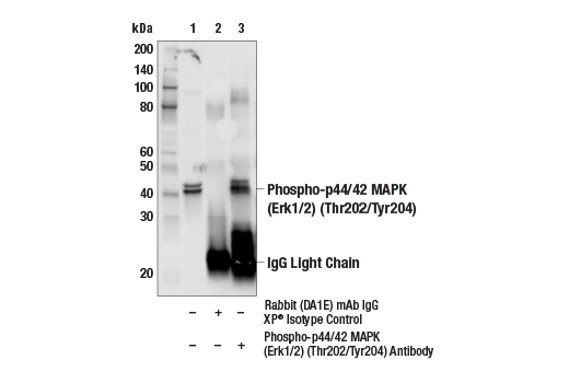 Immunoprecipitation Image 1: Phospho-p44/42 MAPK (Erk1/2) (Thr202/Tyr204) Antibody
