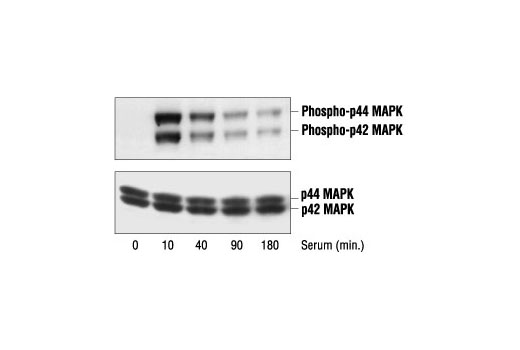Western Blotting Image 2: p44/42 MAPK (Erk1/2) Antibody