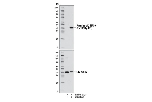  Image 1: p44/42 MAPK (Erk1/2) Control Proteins