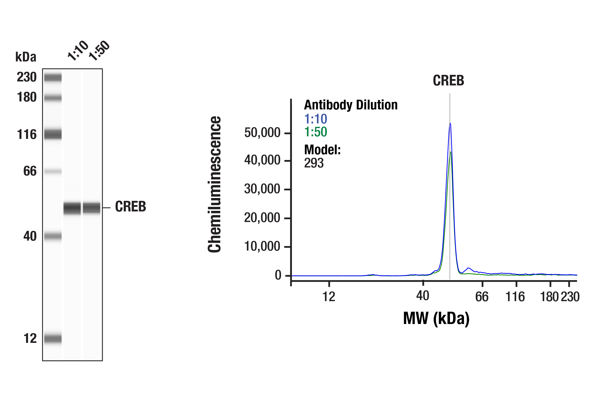 Western Blotting Image 2: CREB (86B10) Mouse mAb